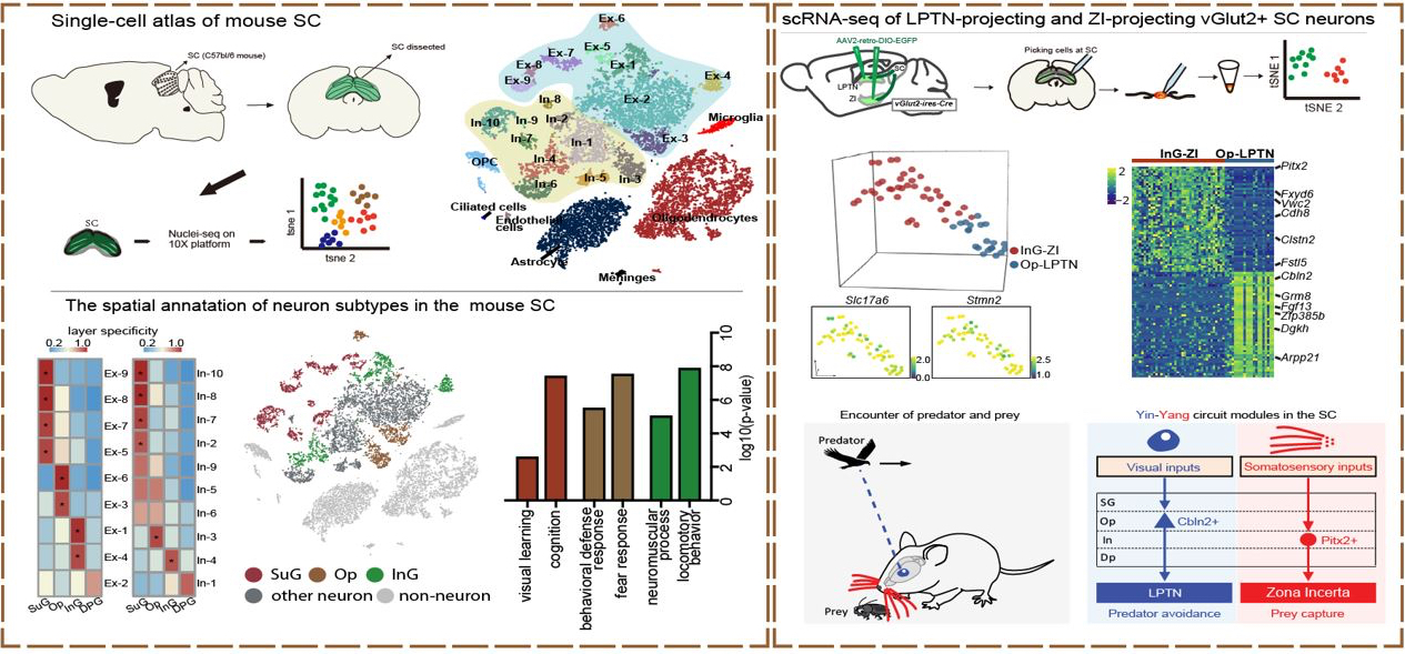 The Physiology, Pathology, and Potential Therapeutic Applications of the TREM2 Signaling Pathway