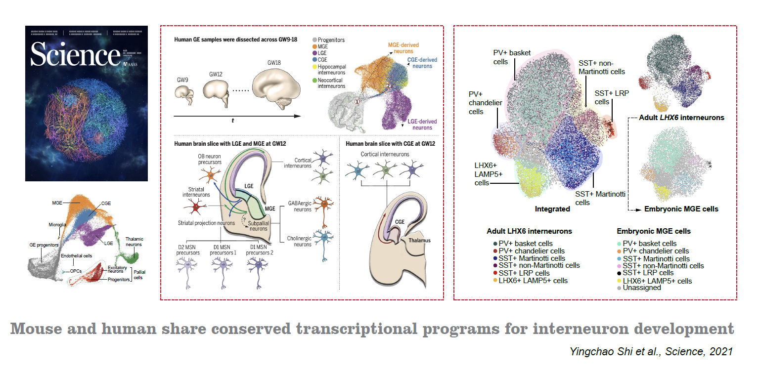 The Physiology, Pathology, and Potential Therapeutic Applications of the TREM2 Signaling Pathway